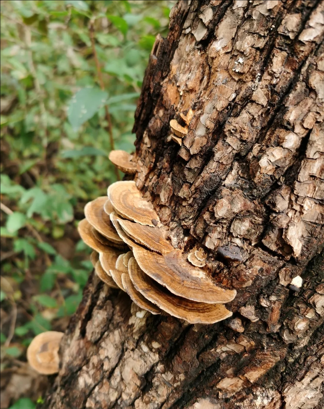 疫情不出京，北京周邊游攻略，賞花玩水樣樣都有