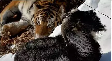 男虎女羊能过一辈子吗?属虎ab型血天秤座的爱情观如何?_达一风水网