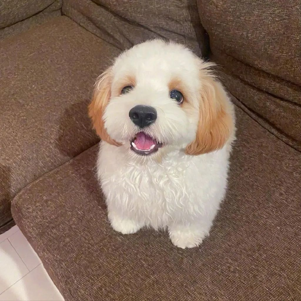 其实比熊犬,完美地继承了这两只狗狗的优点,也可以说是最为成功的混血