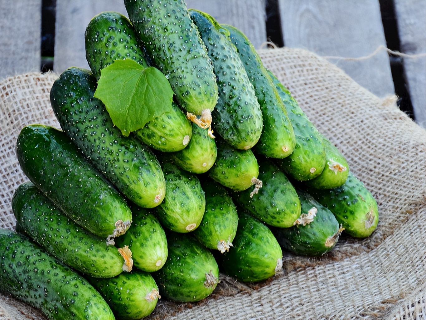 夏天包包子,首选这5种"冠军"蔬菜,季节性强,鲜嫩营养正当时