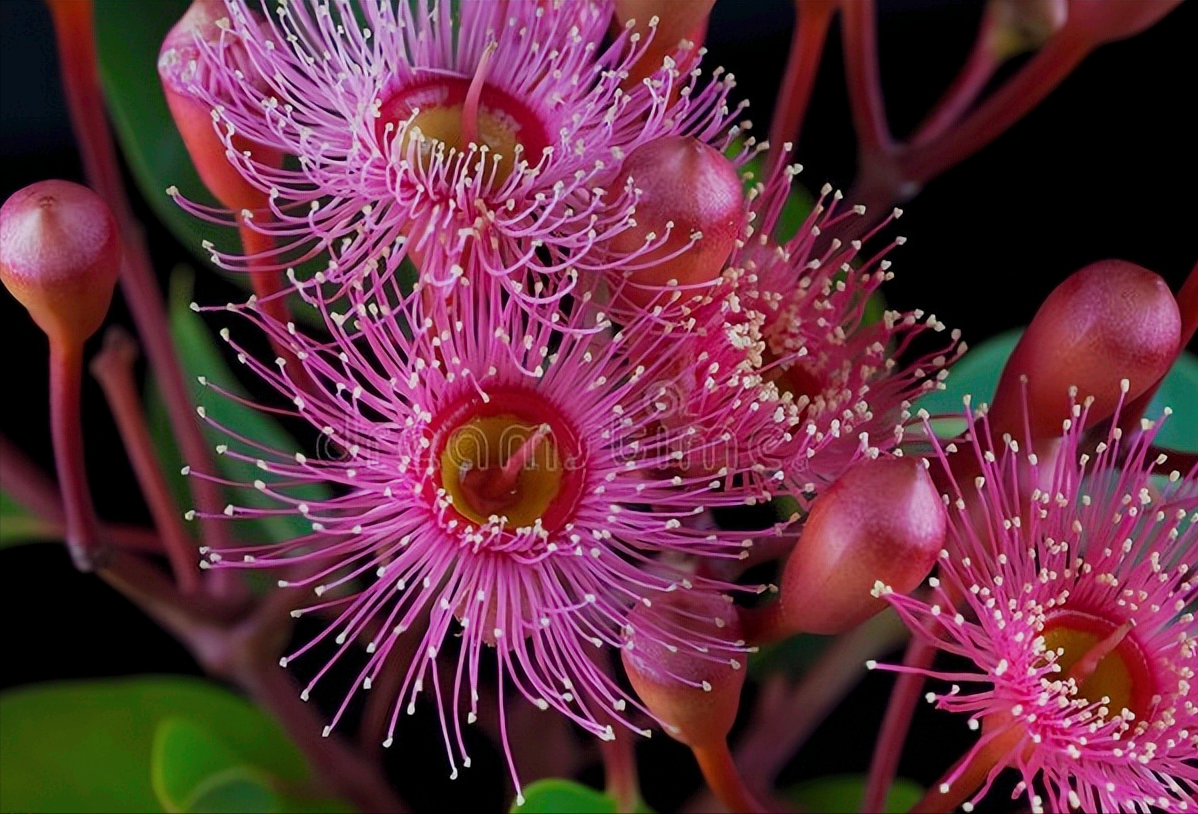 10桉树花【花语】恩爱,忠诚.