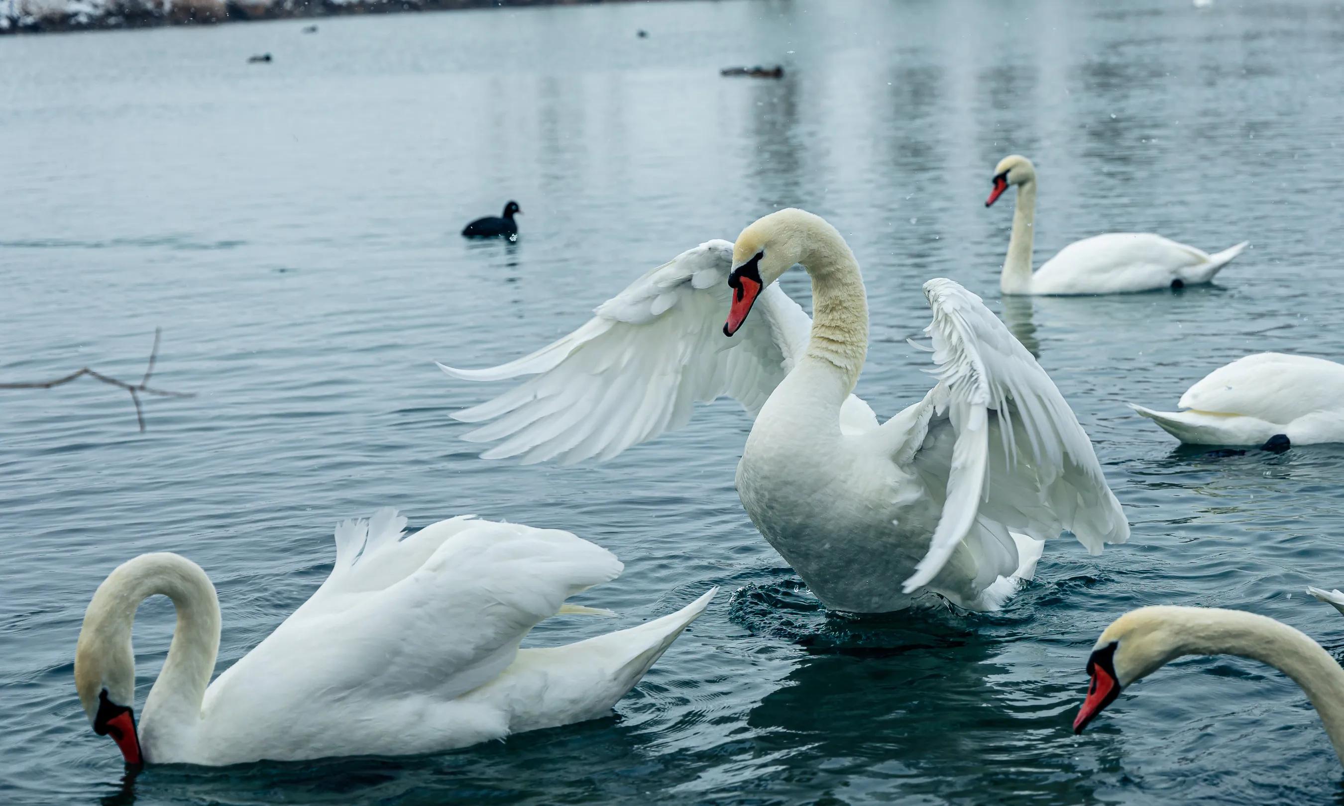 天鹅湖的故事(天鹅湖的故事完整版)-我的快乐小窝