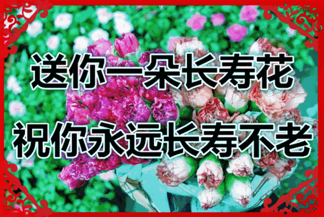早上好动态祝福 微信最美早上好图片 送你一朵长寿花，祝你长寿不老图片