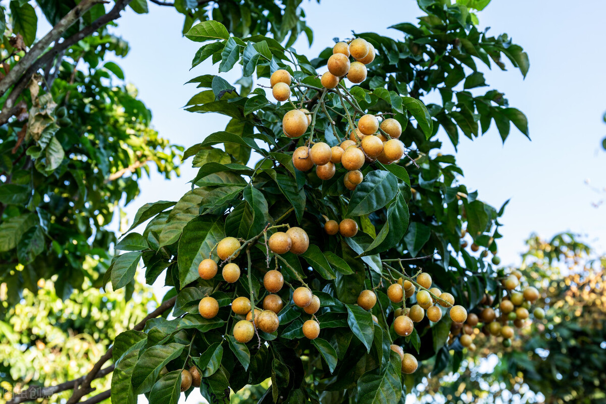七月最该吃这水果,人称"正气果",全身都是宝,消食化痰好处多