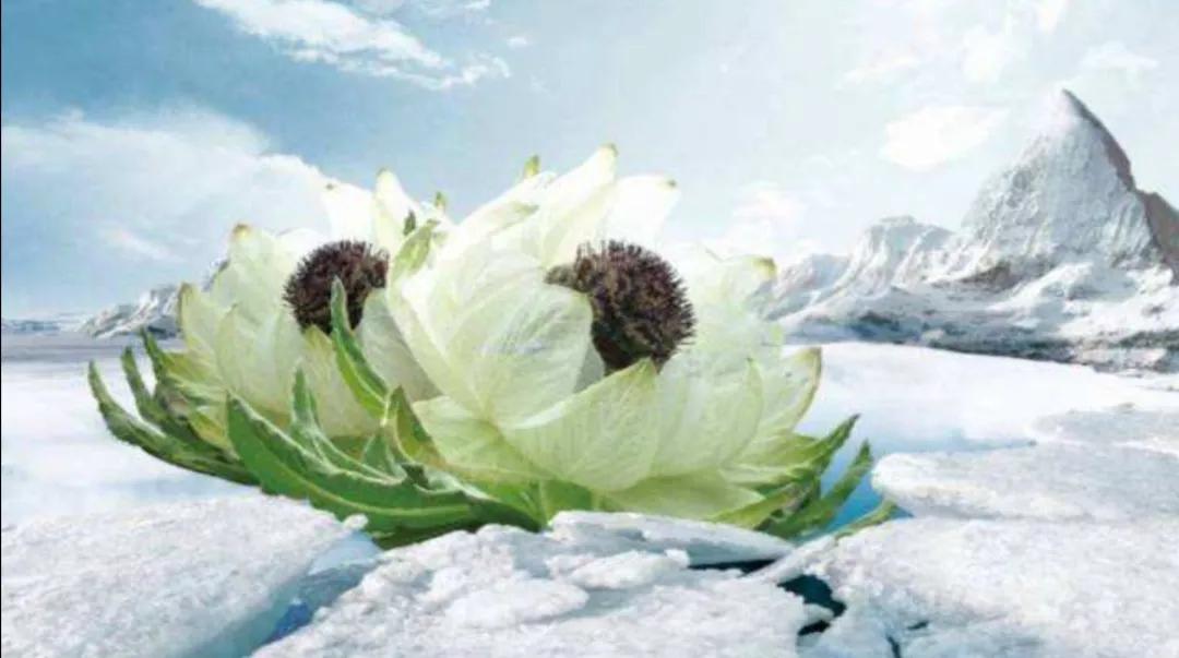 朝圣(与你一起走进圣殿布达拉,轻声对你说说天山上的雪莲花)