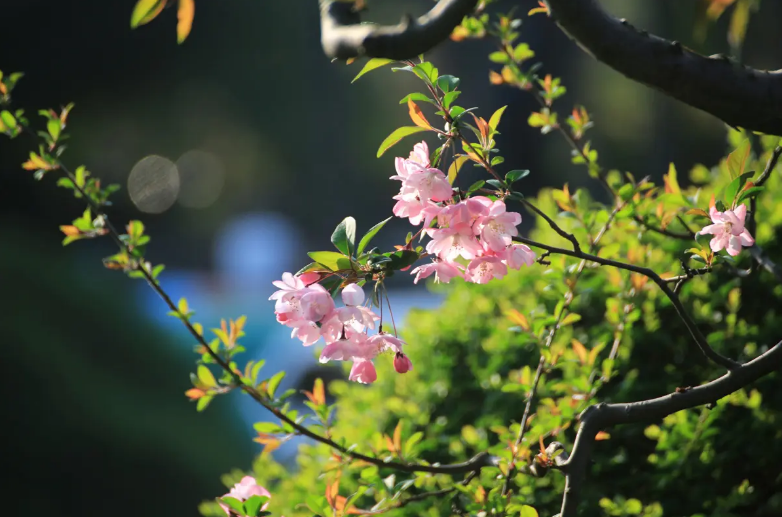 「诗词鉴赏」春天如此短暂，十二首惜春的诗词，珍惜春天的美好