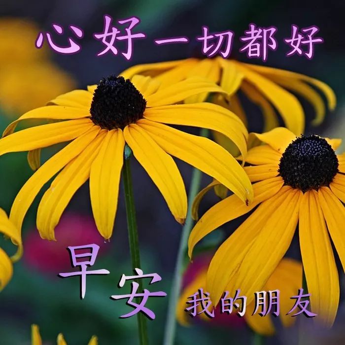 2022美女早上好表情问候图片带字 祝愿你家人都健康、朋友都快乐图片