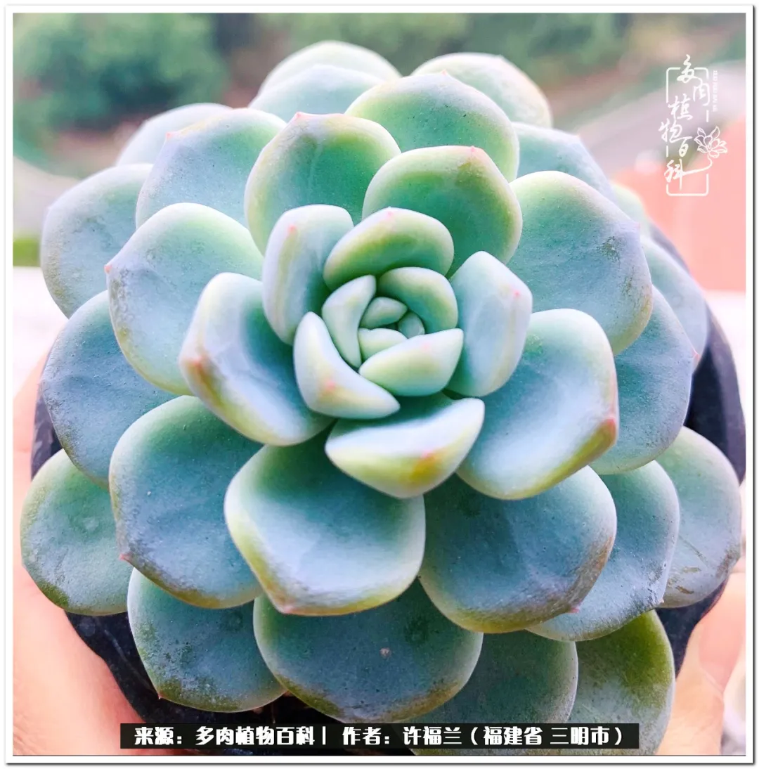 养多肉两年,美丽与赏心悦目并存