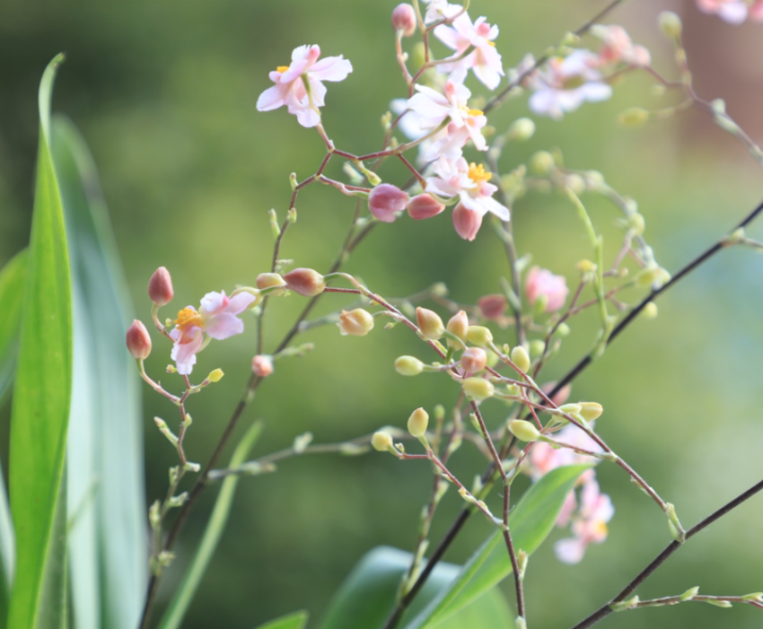 5种花味道香喷喷，屋子里像喷了香水，越冷越好闻