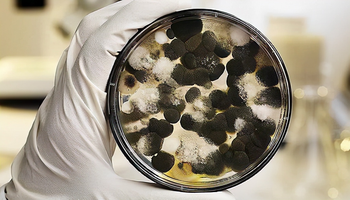 1952年聂荣臻反应假药事件，毛主席了解后怒火丛生，处分数十万人