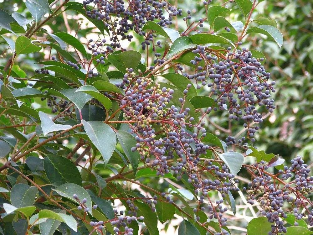 实用分享丨30款大型开花树种介绍，白似雪、黄似阳、红似霞，美翻