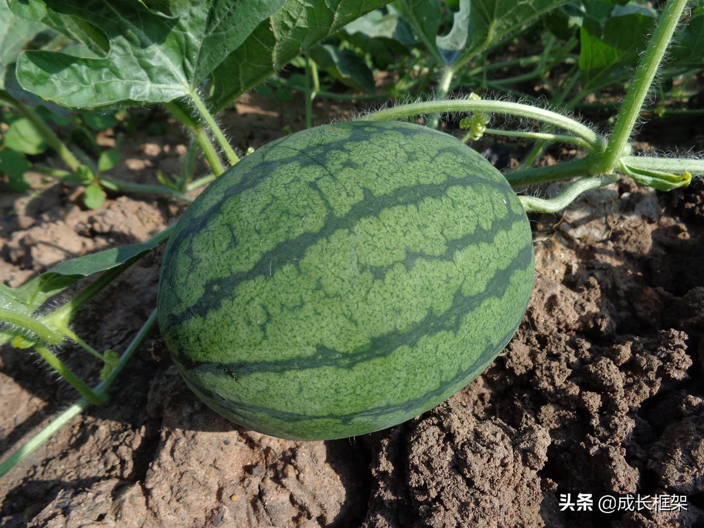 管理者必知：为什么员工眼里没有活？