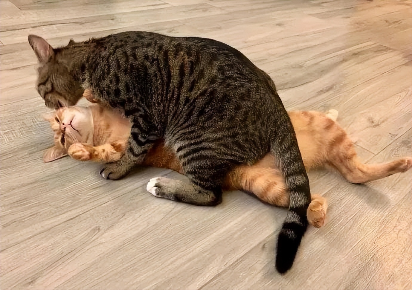 "美短"和"狸花猫"太像了?其实它们这几点很不同