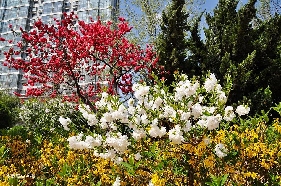 疫情挡不住春天的脚步，小编带你去看古城秦州的春暖花开