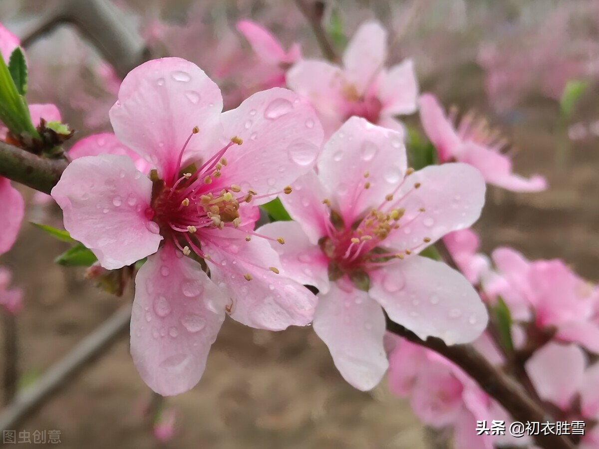 仲春春雨桃花美诗五首：二月桃花春雨里，夹岸桃花蘸水开