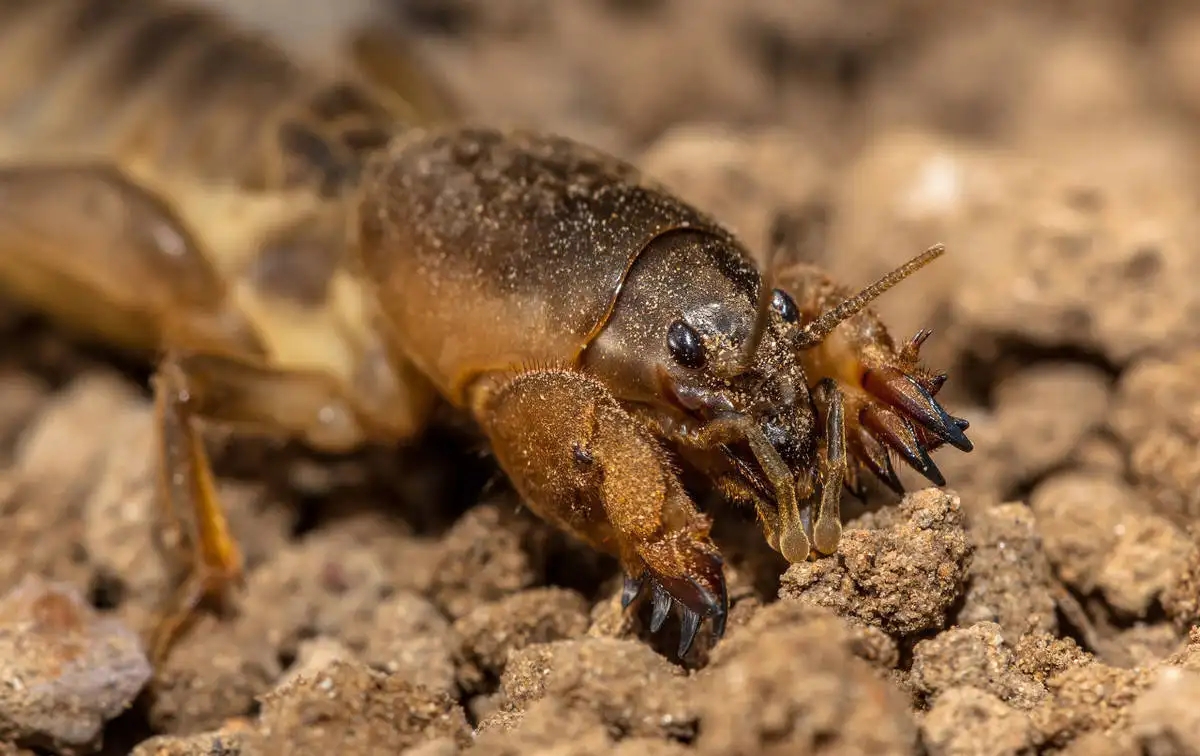 古代民间故事里的十大奇虫-古代民间故事里的十大奇虫有哪些 - 114