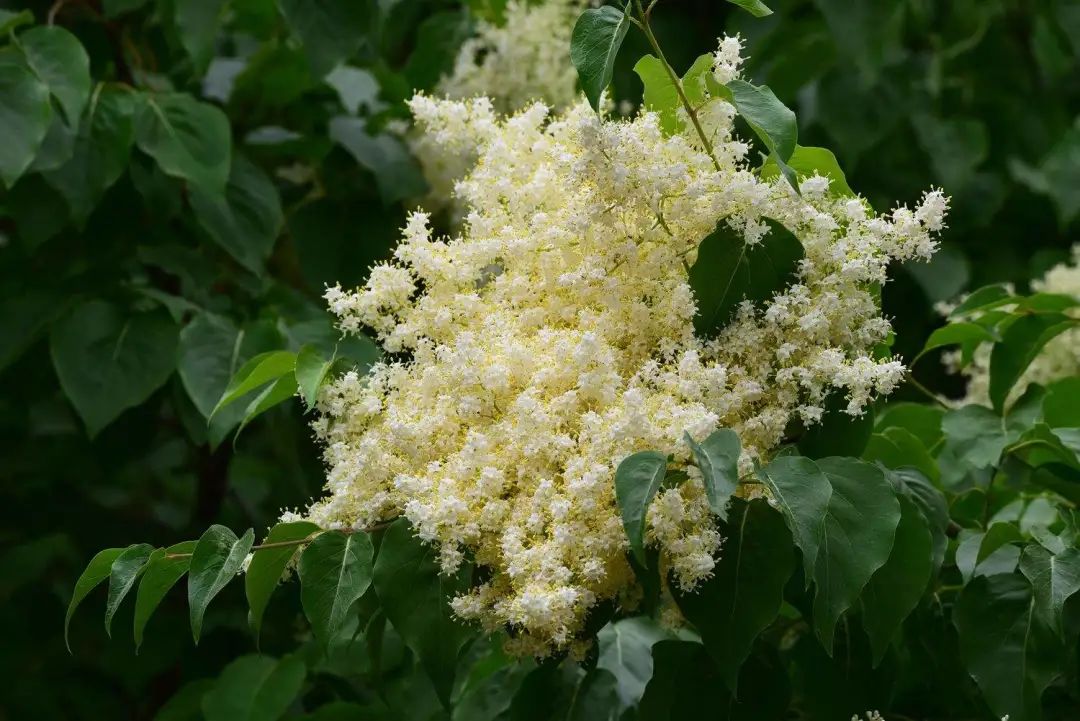 实用分享丨30款大型开花树种介绍，白似雪、黄似阳、红似霞，美翻