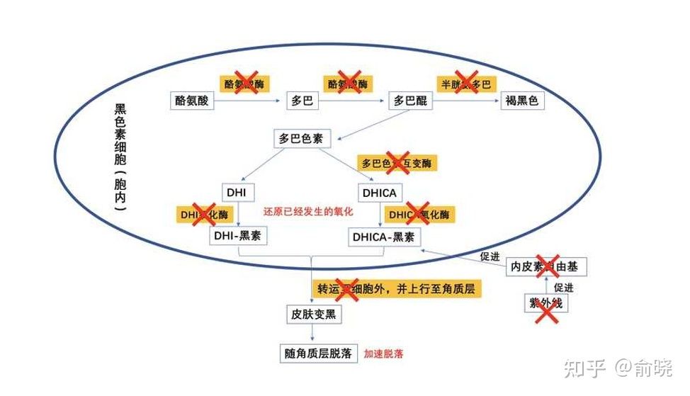 该如何向男朋友解释，传明酸是什么酸？