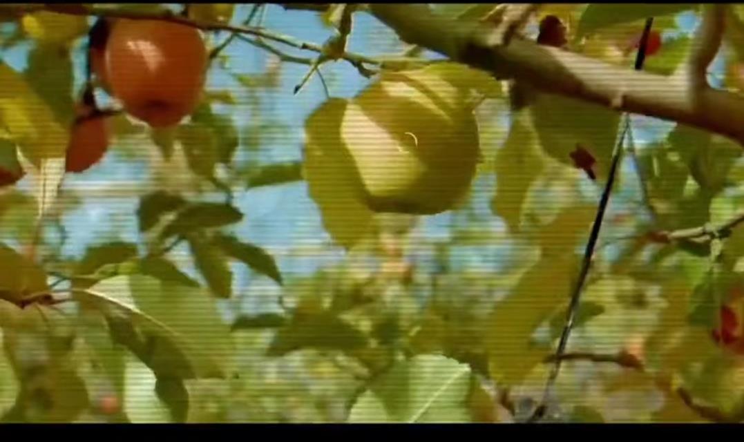 以色列采摘水果不用手24小时作业，AI无人机提高生产效率，长啥样