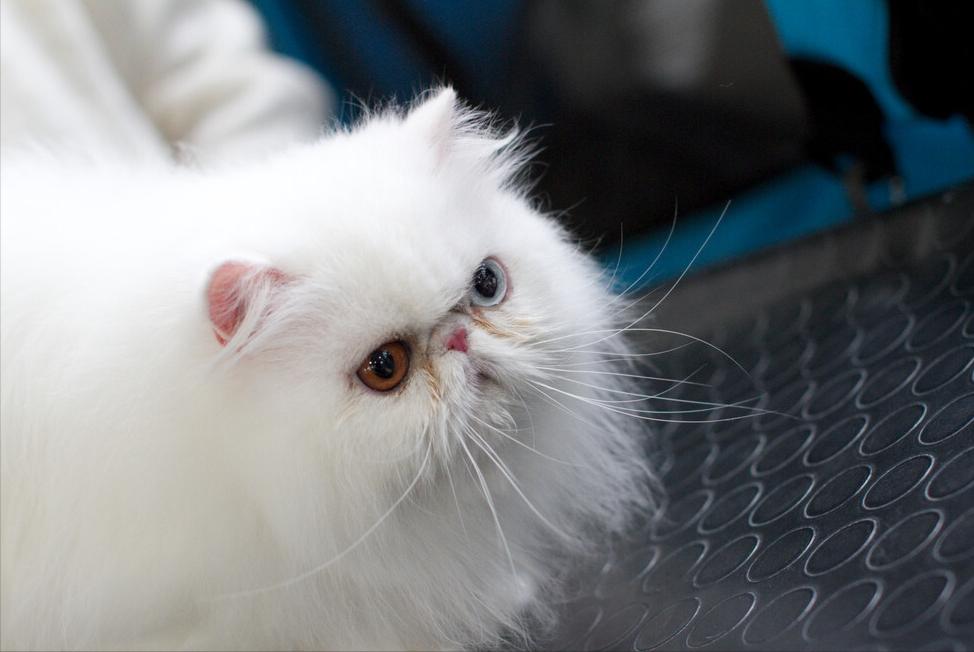 波斯猫多少钱一只(为什么很少人养波斯猫)