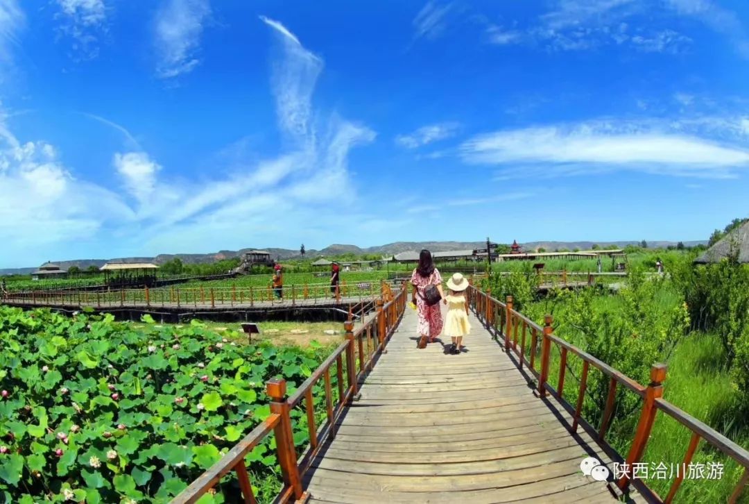 盛夏已至 “荷”韻飄香