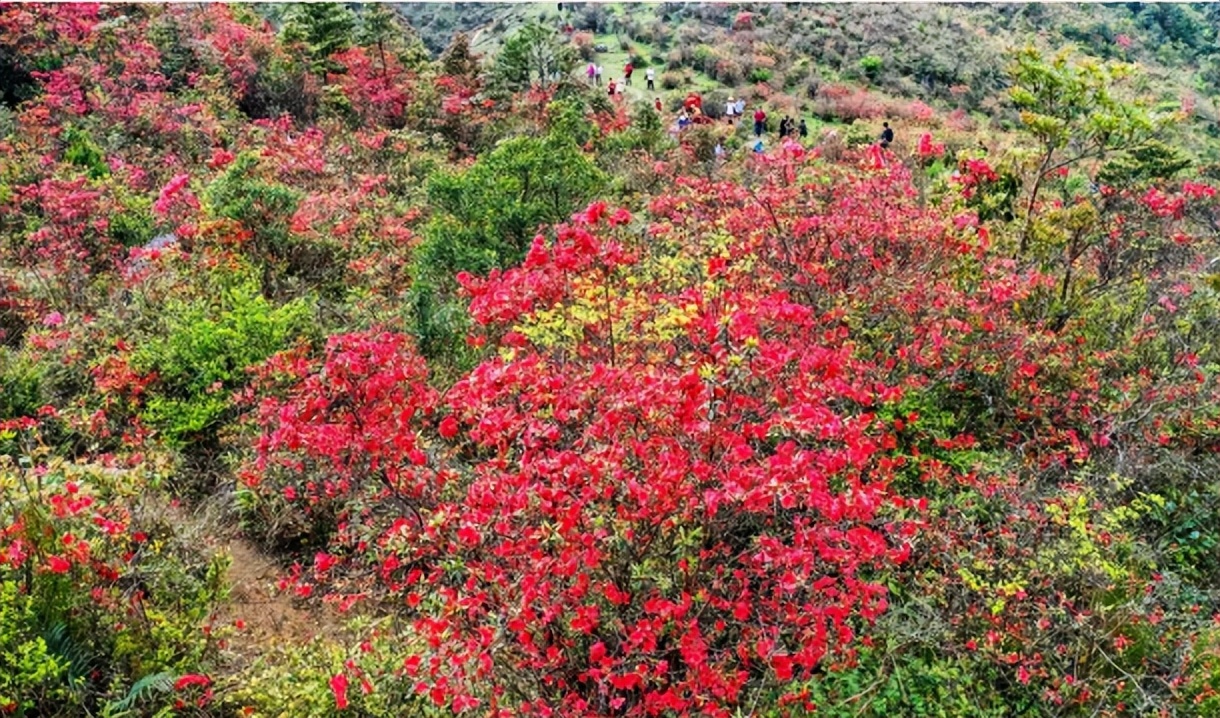 春暖花开相约天露山，游居于山间，邂逅最美的春景