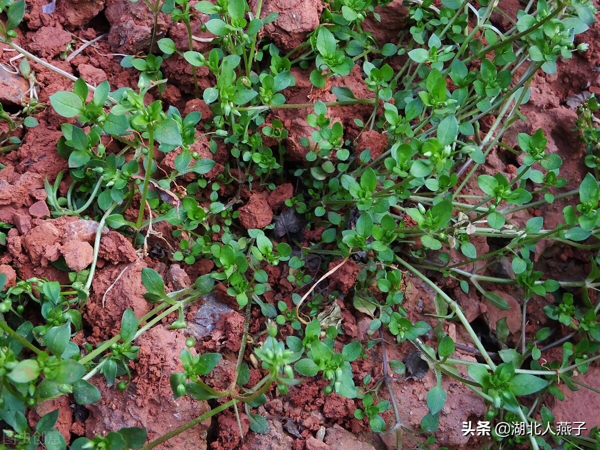能吃的野菜图片和名字 农村能吃的野菜100种-诚智百科网