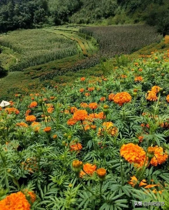 适合室外种植的花卉有哪些（室外种植8种最佳鲜花推荐）