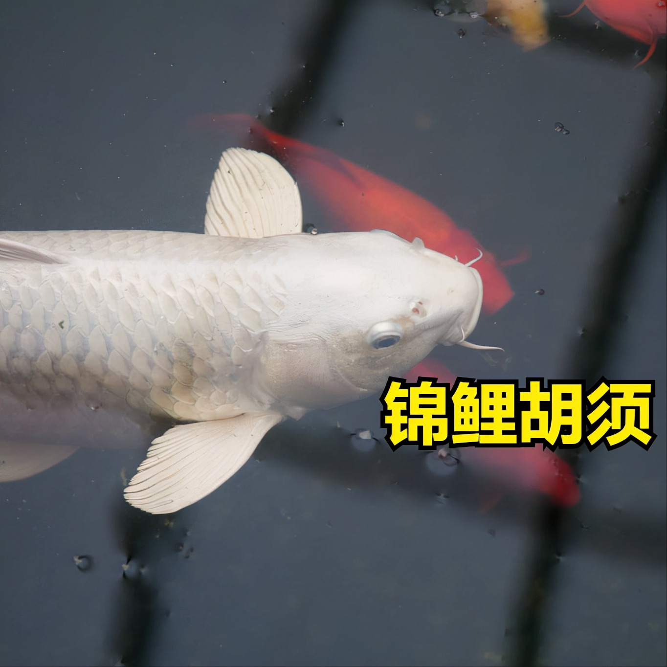 怎么區(qū)分錦鯉和草金魚？