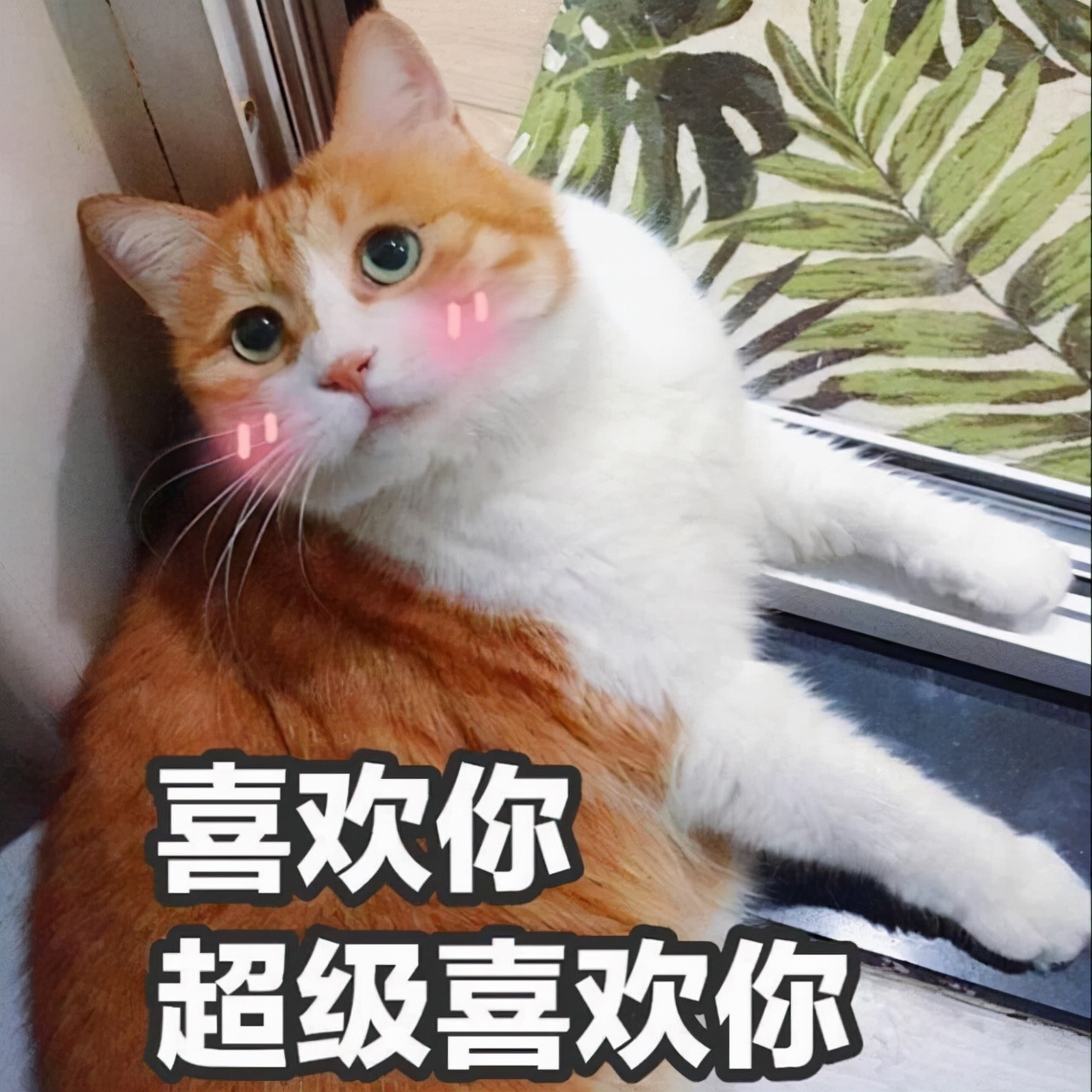 而且猫咪还会叼着自己的玩具过来找你玩,说明猫咪真的很喜欢你.