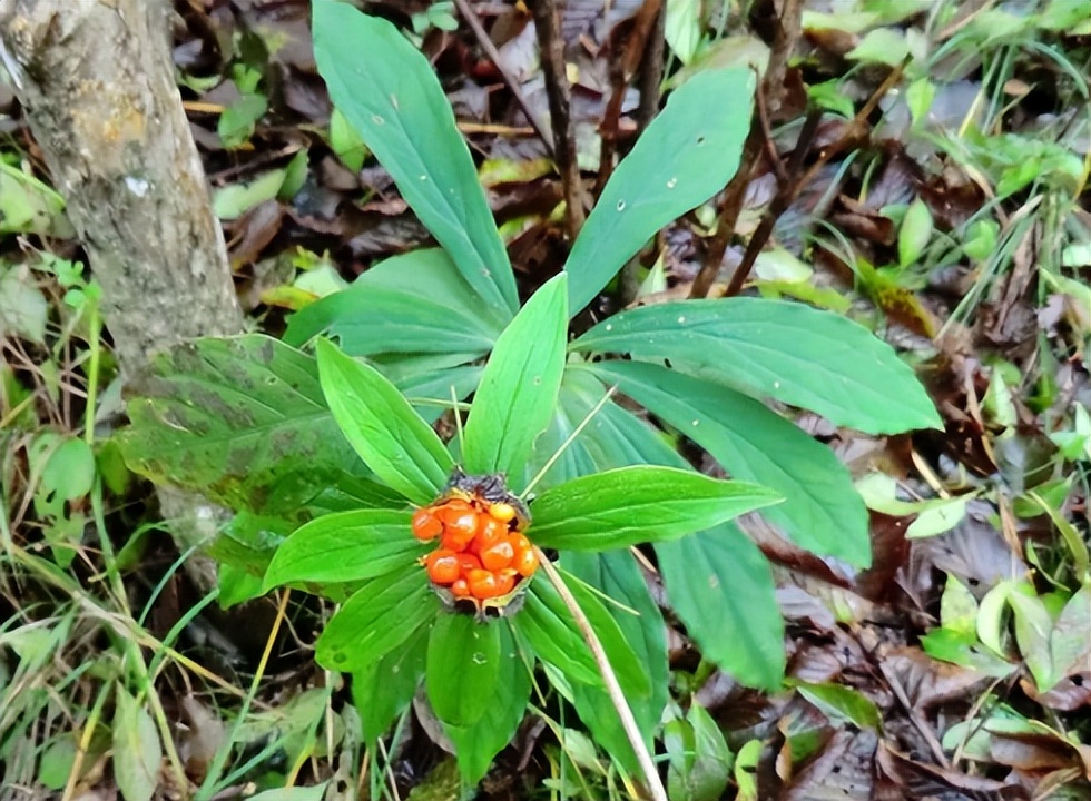 七叶一枝花图片（毒蛇克星七叶一枝花）