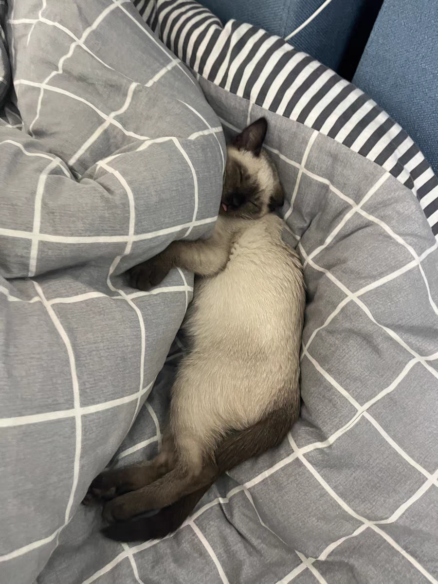 猫粮哪种好) - 114货源网