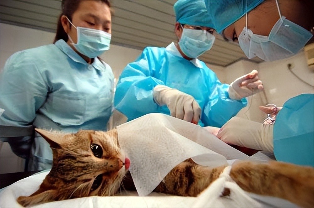 比绝育手术还管用?宠物"禁情药"宣称一滴绝育,真有这么神奇?