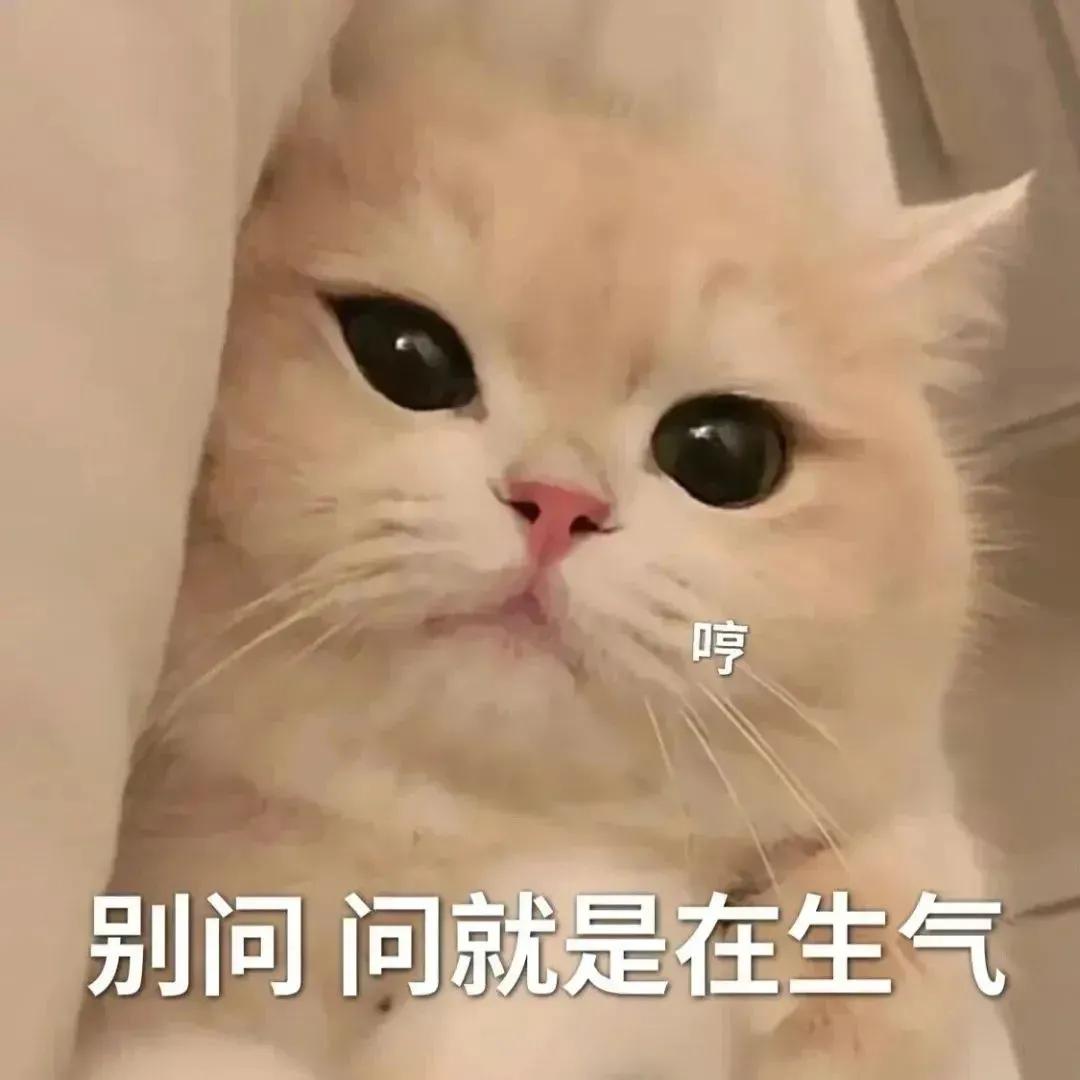 猫咪搞笑表情包