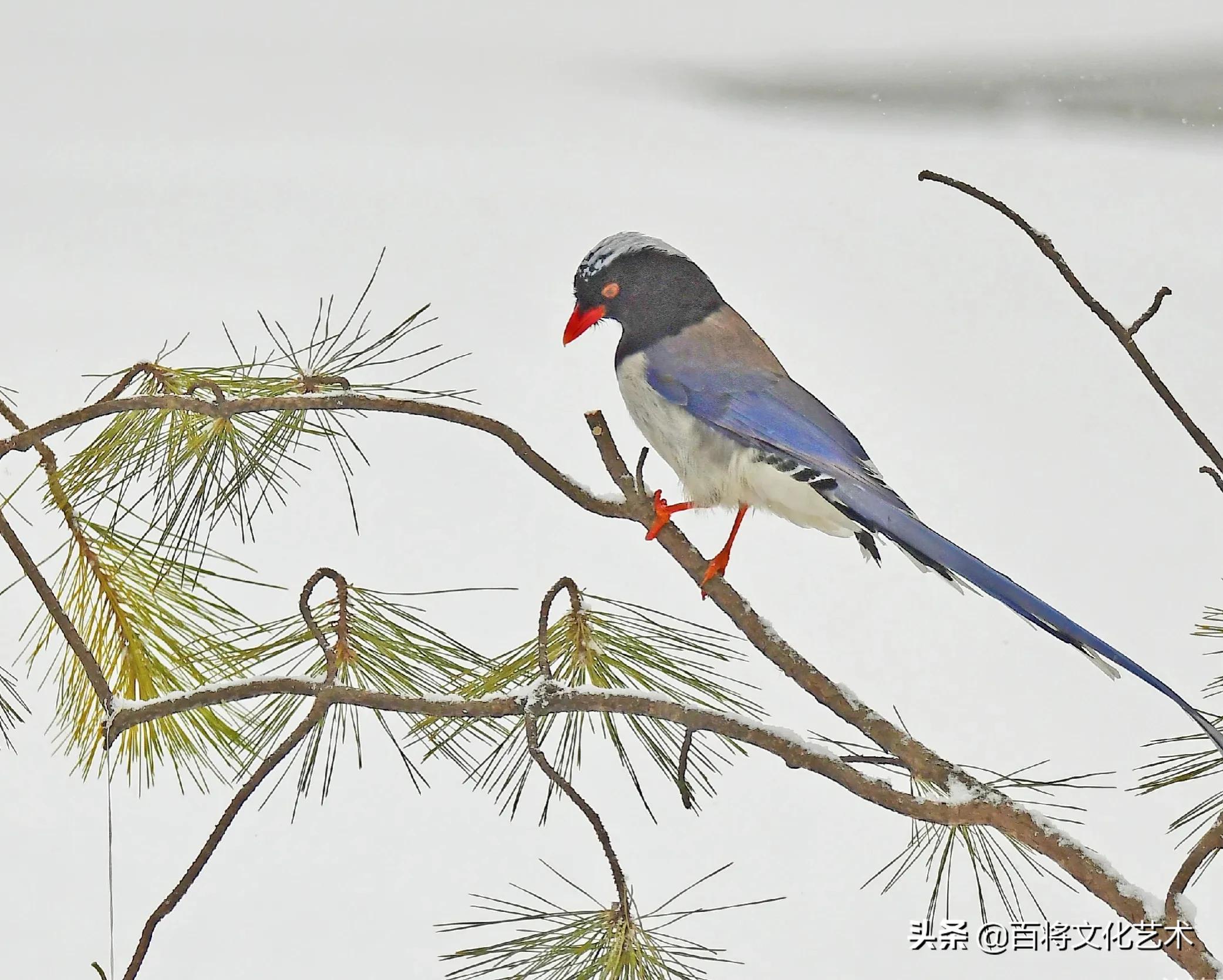 摄影作品「百将文化」大雪纷飞中的红嘴蓝鹊