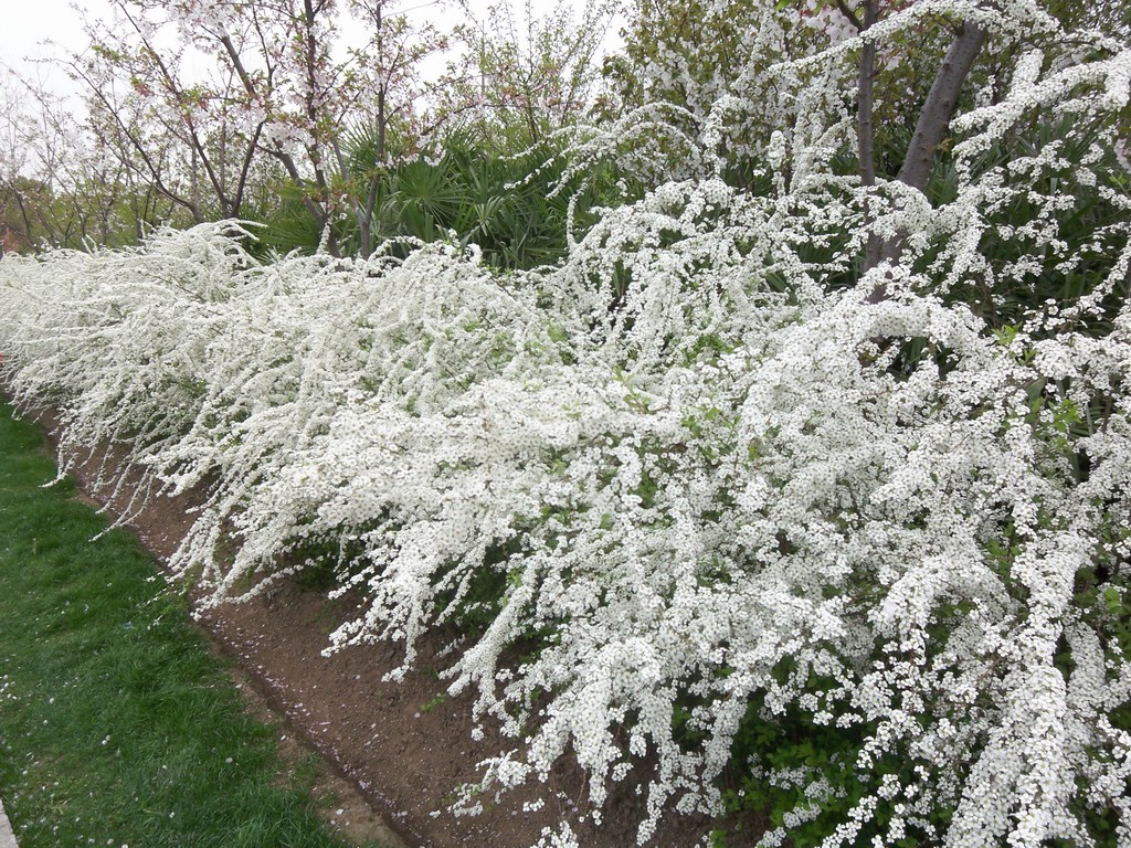 植物花卉品种大全图片（科普100个花卉图鉴）