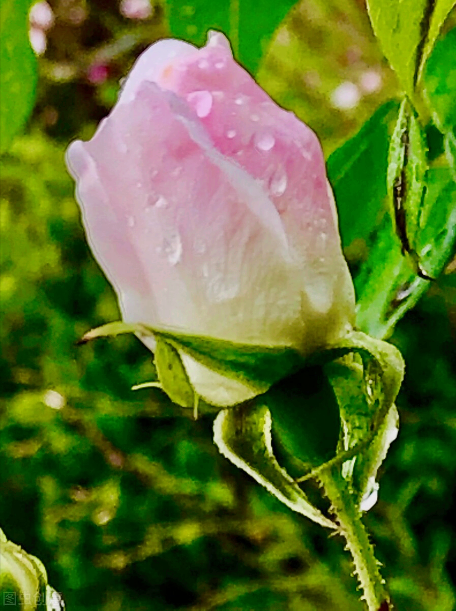 一花一深爱，花开无声却有情，一生一世表爱情，真爱相思情似海