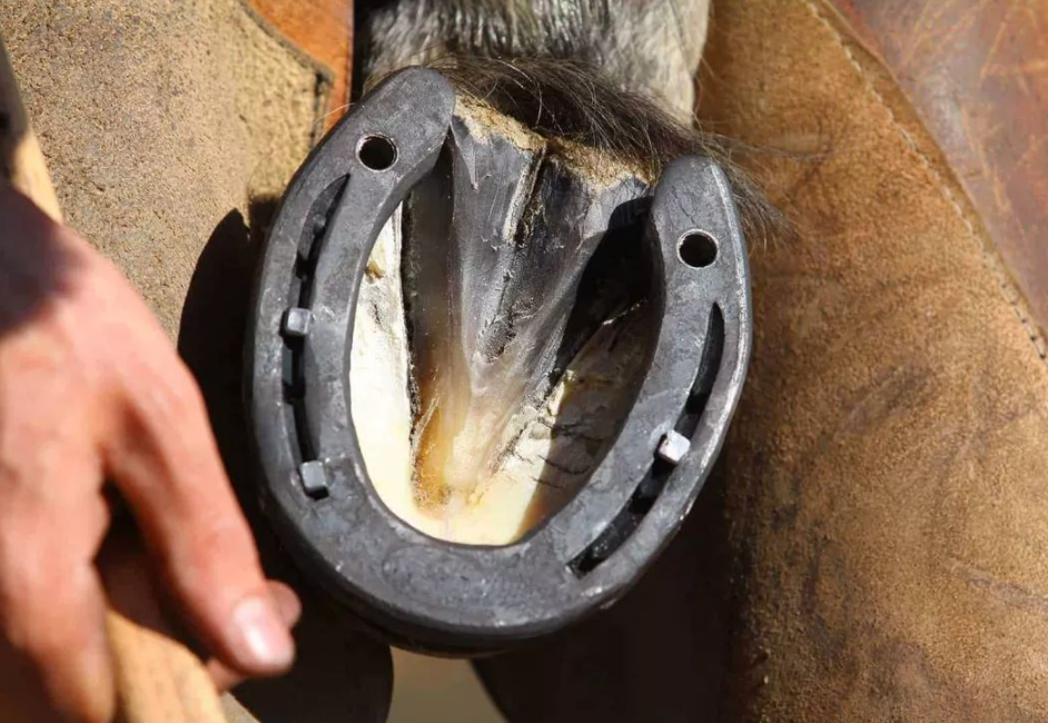 为何要给家马钉马掌,野马却不用?马蹄被钉子扎不疼吗?