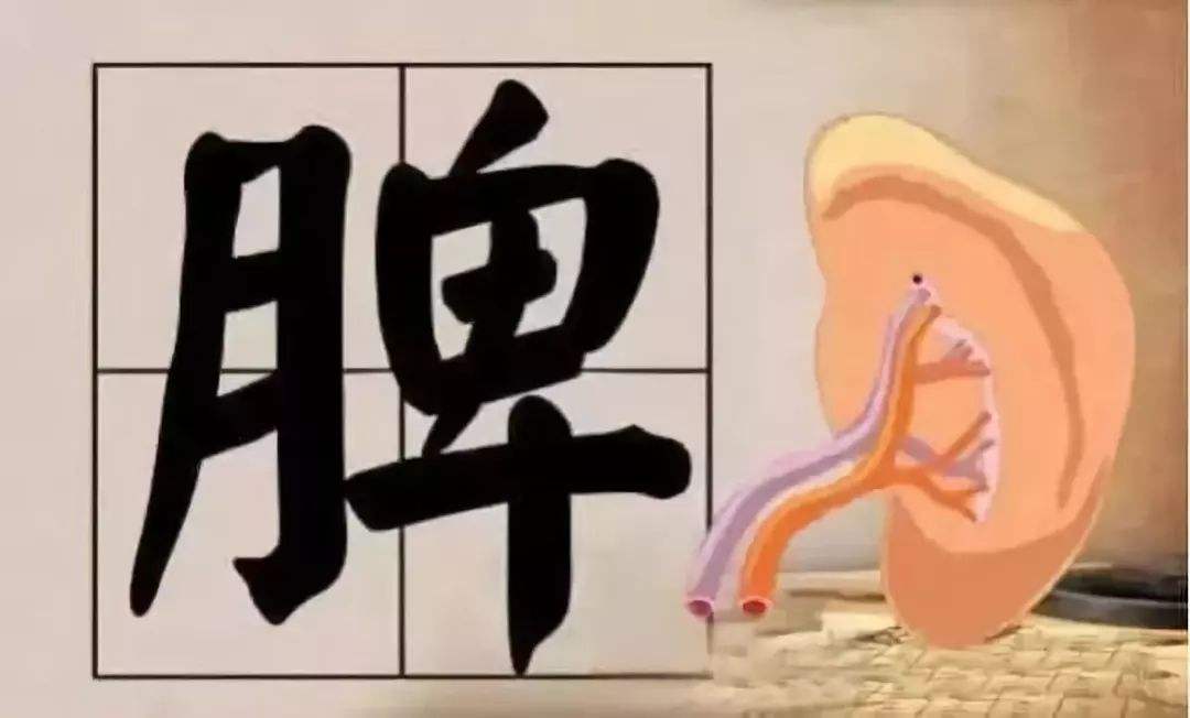 五味药泡水喝，利咽润嗓，慢性咽喉炎和扁桃体炎都能用