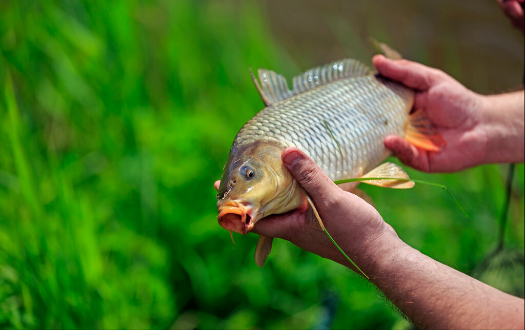 于桥水库:"金翅鲤鱼"在北方是名贵鱼,在南方为啥不受欢迎?