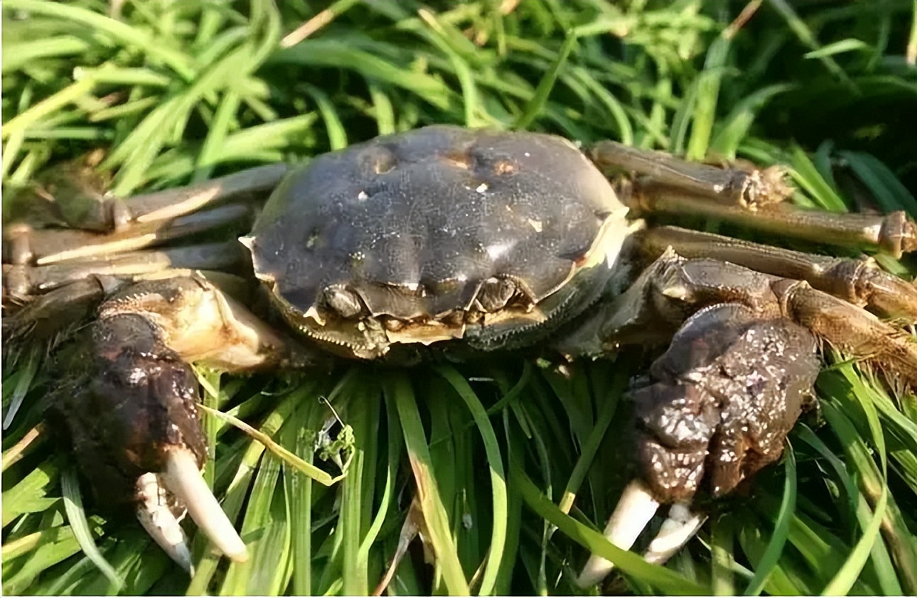 螃蟹出现夹草情况是因为喂少了？其实也可能是因为这些原因