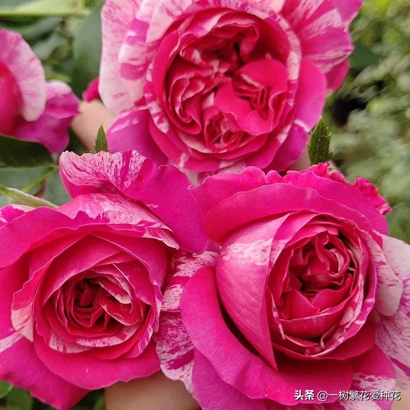 21种我最喜欢的月季，藤本微月灌木一网大全，说说养过的真实感受