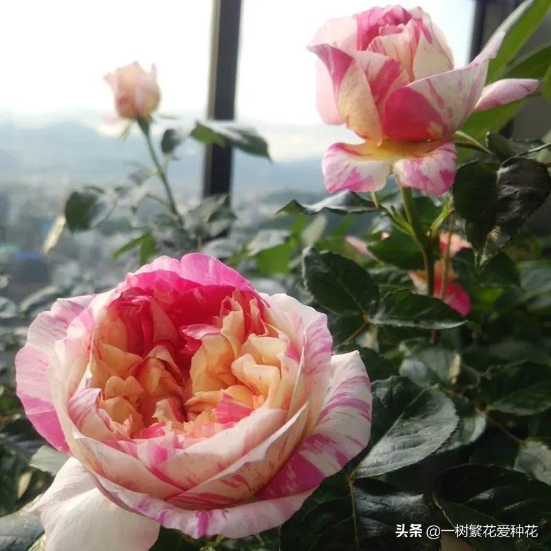 21种我最喜欢的月季，藤本微月灌木一网大全，说说养过的真实感受