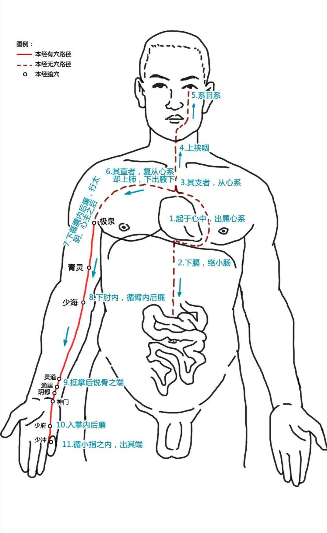 玫子科普:十二经脉,手少阴心经——掌管人体生死的君王