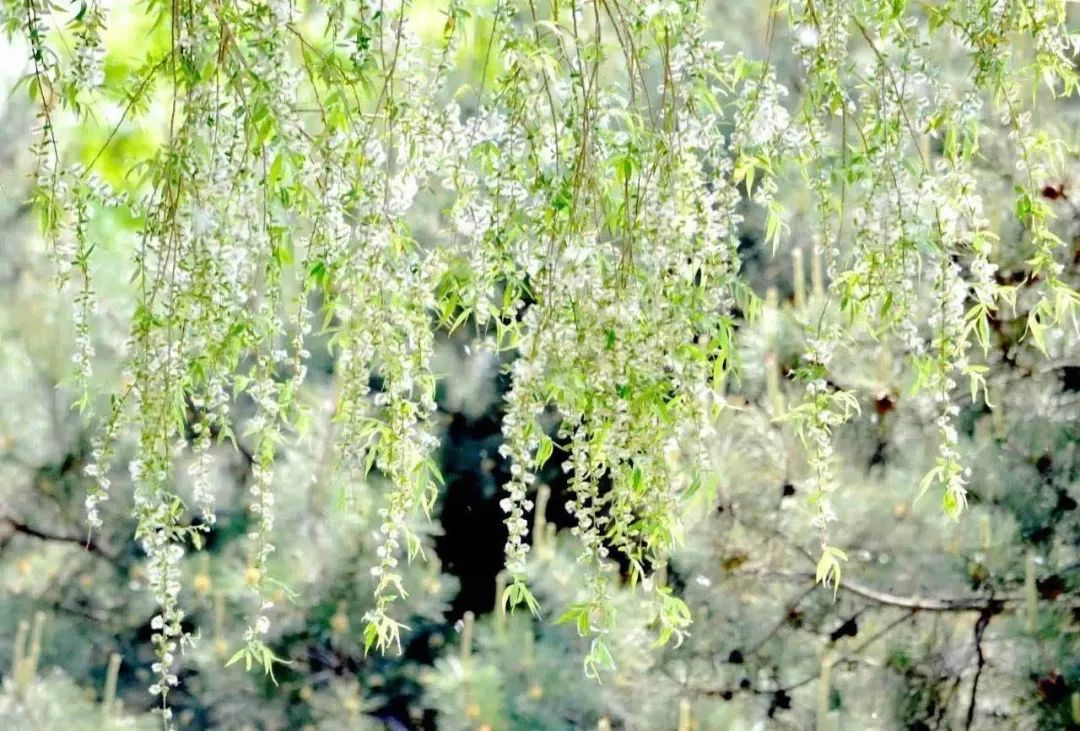 「散文大观」刘少正《杨花》