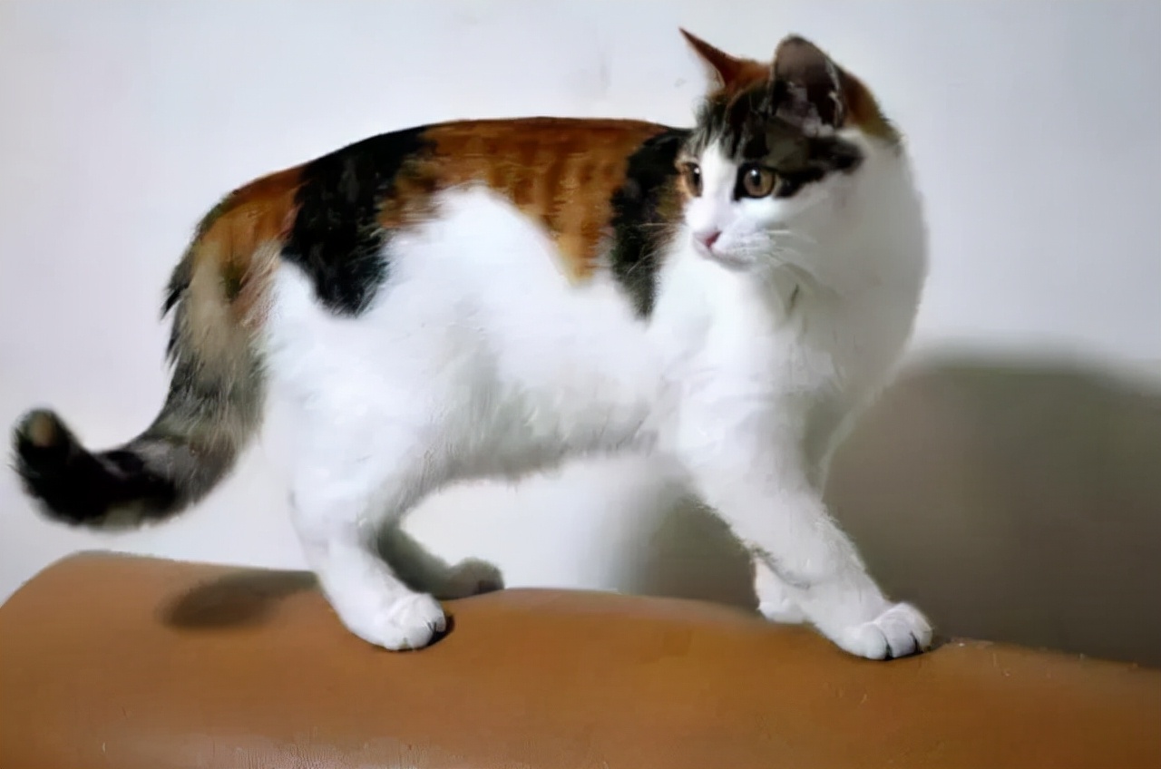 养猫就养"三花猫",养了之后就不想换猫了