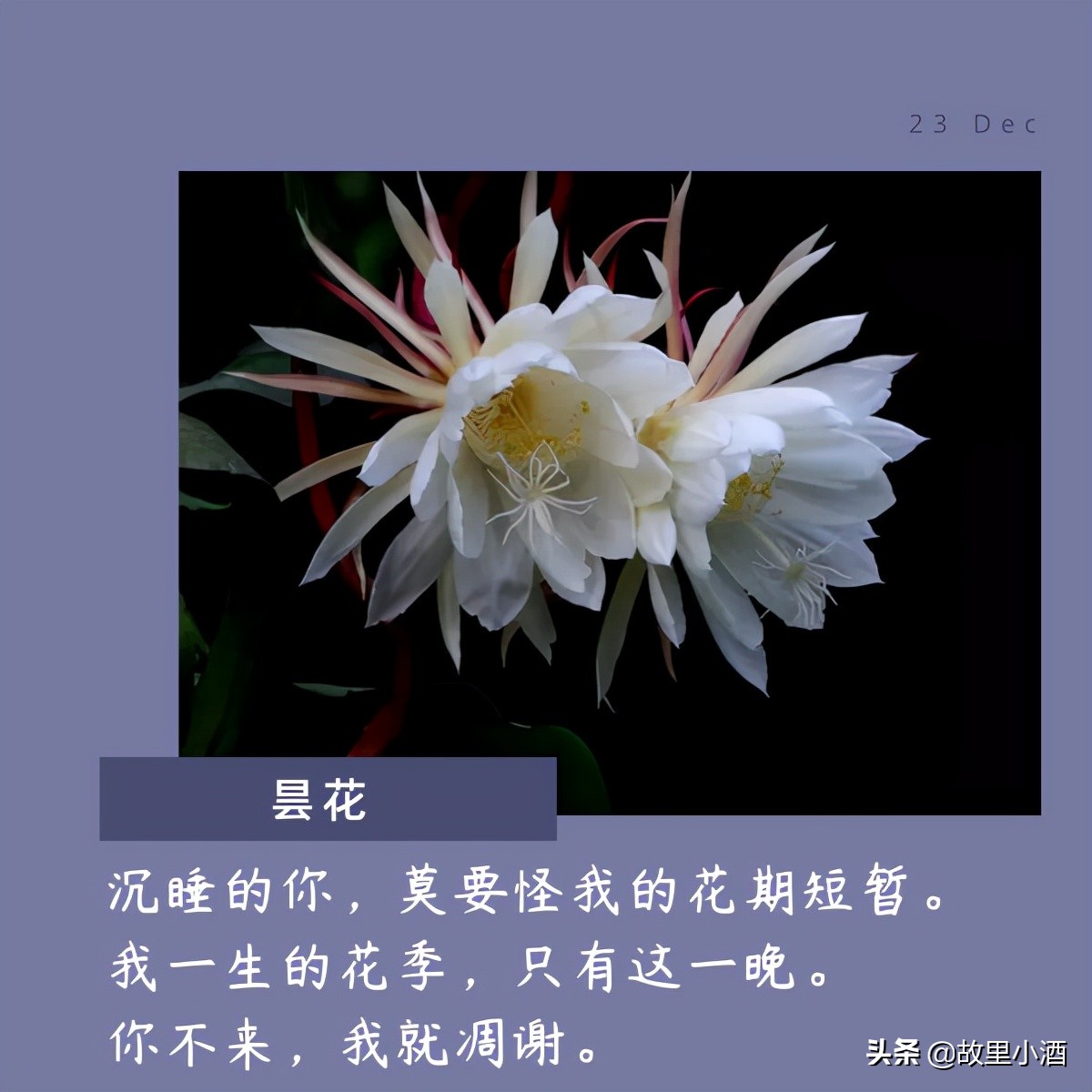 有关花的唯美句子：秋日薄暮，用菊花煮竹叶青，人和海棠俱醉