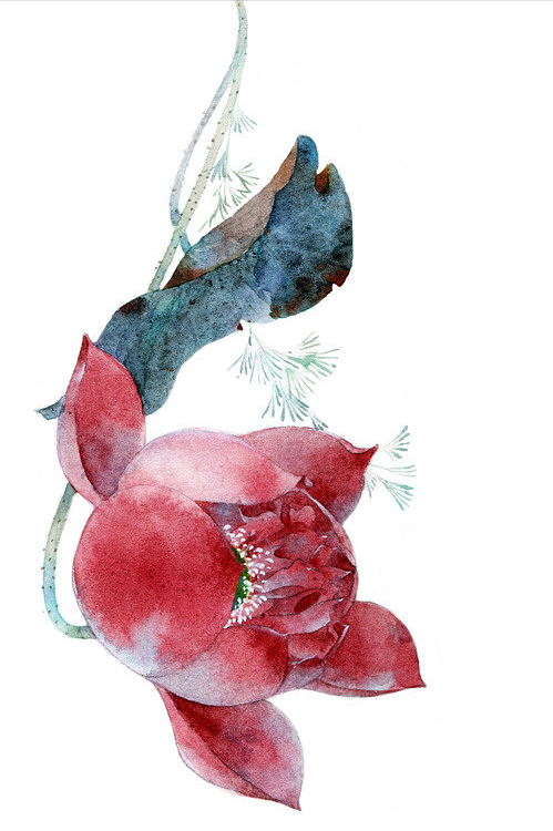 荷风莲香，史上最唯美的60句荷花古诗词（建议收藏）