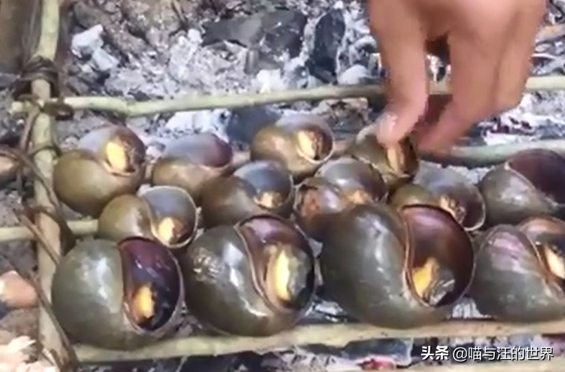 还敢吃吗？福寿螺有多恐怖？体重可达1.2斤，带多种致命寄生虫