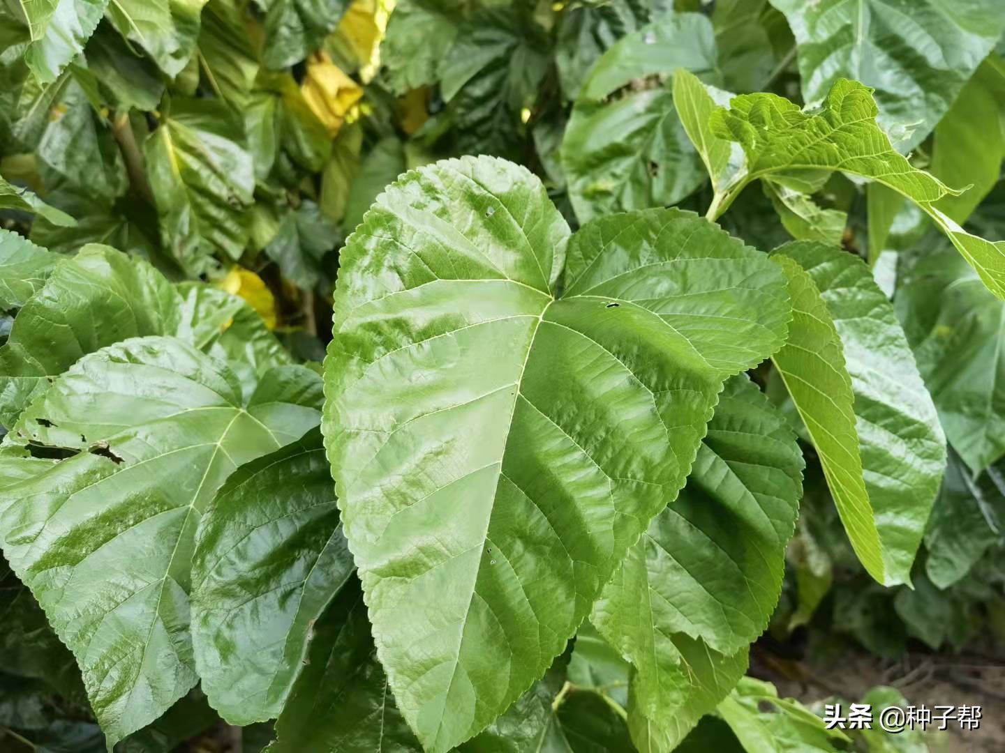 蛋白桑种子怎么育苗?一亩地多少成本?这样种产量高,效益高